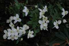 Clematis montana